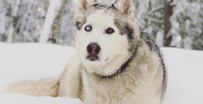 thor dog tags for pets